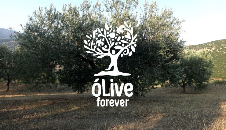 OLIVE FOREVER 橄欖油品牌設(shè)計白色應(yīng)用