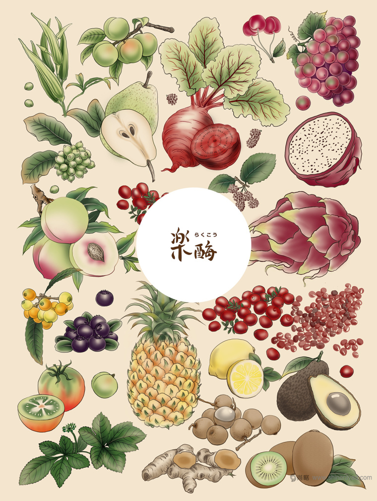 臺灣樂酶酵素品牌LOGO設(shè)計與包裝設(shè)計-插畫設(shè)計-上海包裝設(shè)計公司包裝佳作欣賞11 臺灣樂酶酵素品牌LOGO設(shè)計與包裝設(shè)計-插畫設(shè)計-上海包裝設(shè)計公司包裝佳作欣賞11