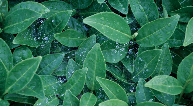 顏查理鐵觀音烏龍茶茶葉品牌包裝設(shè)計-上海包裝設(shè)計公司2 顏查理鐵觀音烏龍茶茶葉品牌包裝設(shè)計-上海包裝設(shè)計公司2