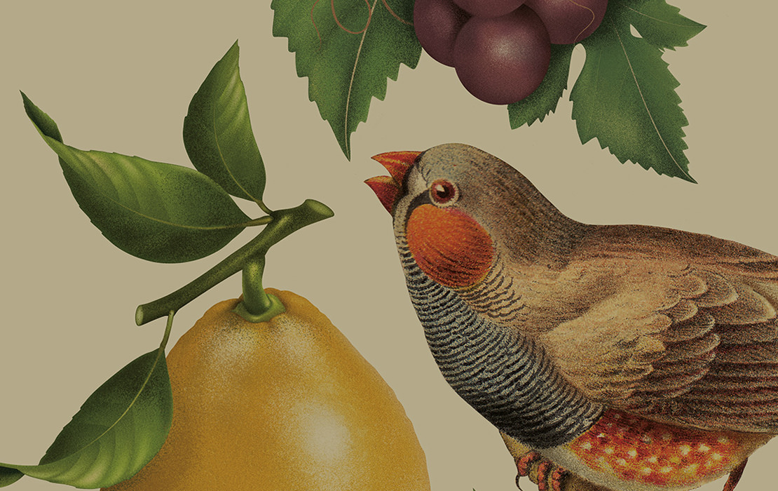 Pure Drops 紅酒包裝設(shè)計(jì)插畫版-上海包裝設(shè)計(jì)公司國外包裝設(shè)計(jì)欣賞7