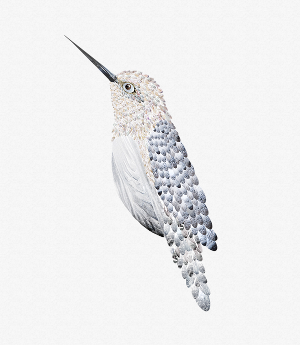 上海包裝設(shè)計公司分享 tre?tea 茶葉鳥系列包裝設(shè)計8