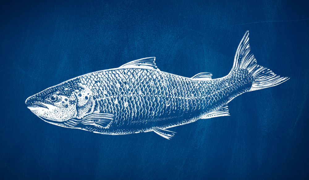 Blue Circle 海鮮水產(chǎn)品魚包裝設計-上海食品包裝設計公司設計分享5-魚圖案設計