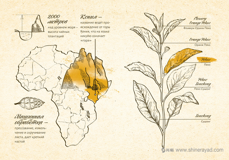 俄羅斯百科全書(shū)版茶葉包裝設(shè)計(jì)欣賞-上海包裝設(shè)計(jì)公司5