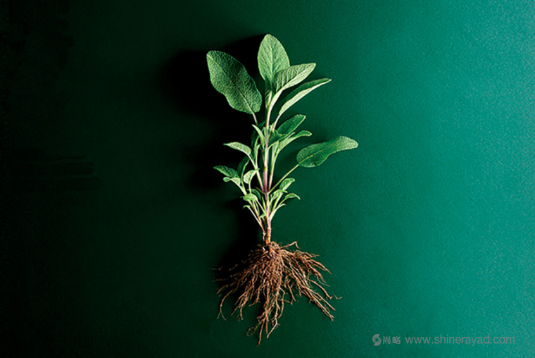 上海食品包裝設(shè)計(jì)公司欣賞:SO 品牌化風(fēng)格有機(jī)食品包裝設(shè)計(jì)核心元素1 上海食品包裝設(shè)計(jì)公司欣賞:SO 品牌化風(fēng)格有機(jī)食品包裝設(shè)計(jì)核心元素1