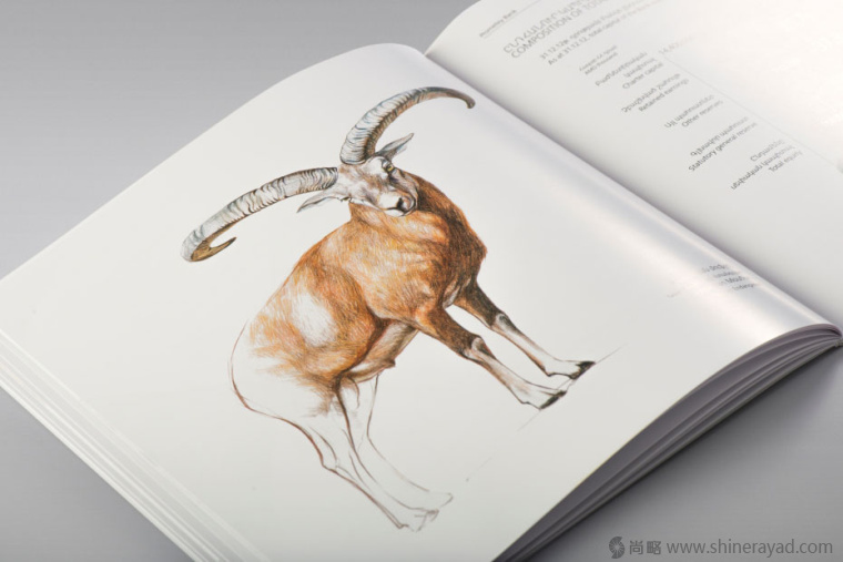 上海畫冊設(shè)計公司欣賞拯救瀕臨滅絕動物宣傳畫冊設(shè)計與動物藝術(shù)插畫設(shè)計12 上海畫冊設(shè)計公司欣賞拯救瀕臨滅絕動物宣傳畫冊設(shè)計與動物藝術(shù)插畫設(shè)計12