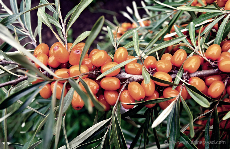 CORNICA洗發(fā)水沐浴露清潔衛(wèi)生與天然化妝品LOGO設(shè)計-上海logo設(shè)計公司2