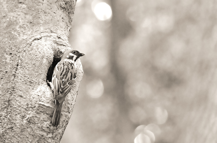 roost 美發(fā)沙龍logo設計-上海logo設計公司5 roost 美發(fā)沙龍logo設計-上海logo設計公司5