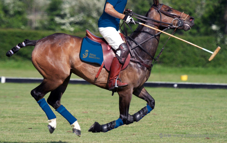 皇家馬球俱樂部圖騰公雞logo設(shè)計(jì)VI設(shè)計(jì)-上海logo設(shè)計(jì)-上海VI設(shè)計(jì)公司19