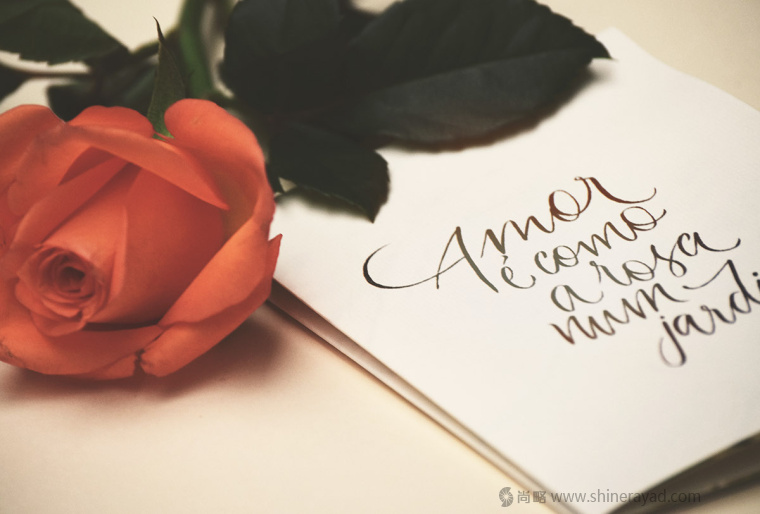 國(guó)外婚禮邀請(qǐng)函物料花鳥(niǎo)插畫(huà)設(shè)計(jì)藝術(shù)設(shè)計(jì)-上海品牌策劃設(shè)計(jì)公司5