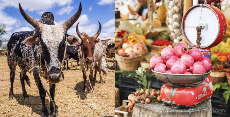 上海logo設(shè)計(jì)公司欣賞:俄羅斯達(dá)吉斯坦MYR 超市大賣場(chǎng)logo設(shè)計(jì)VI設(shè)計(jì)2 上海logo設(shè)計(jì)公司欣賞:俄羅斯達(dá)吉斯坦MYR 超市大賣場(chǎng)logo設(shè)計(jì)VI設(shè)計(jì)2