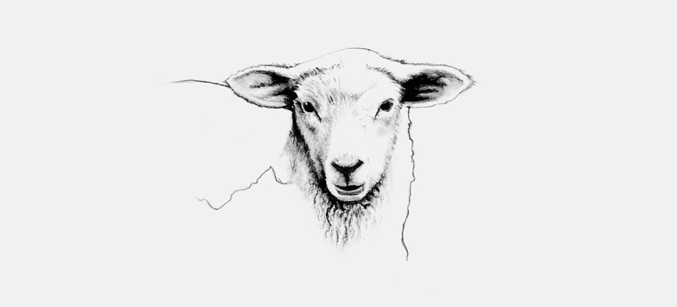 鉛筆動(dòng)物頭像插畫R?ROSKJ?TT鮮肉肉類品牌形象設(shè)計(jì)包裝設(shè)計(jì)