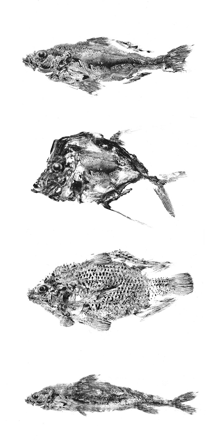 通過拓印設(shè)計的Reef 品牌海魚海鮮產(chǎn)品包裝設(shè)計欣賞-上海包裝設(shè)計公司