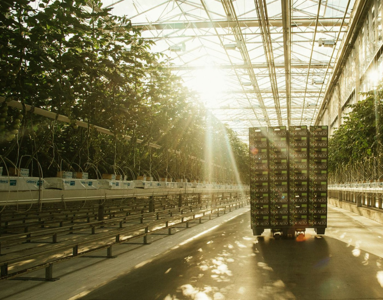 我的夏天品牌新鮮西紅柿蔬菜包裝設(shè)計-上海農(nóng)產(chǎn)品包裝設(shè)計公司