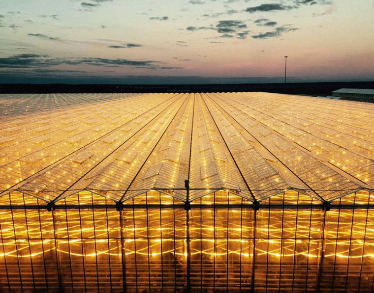 我的夏天品牌新鮮蔬菜包裝設(shè)計-上海農(nóng)產(chǎn)品包裝設(shè)計公司--上海農(nóng)業(yè)品牌策劃設(shè)計公司