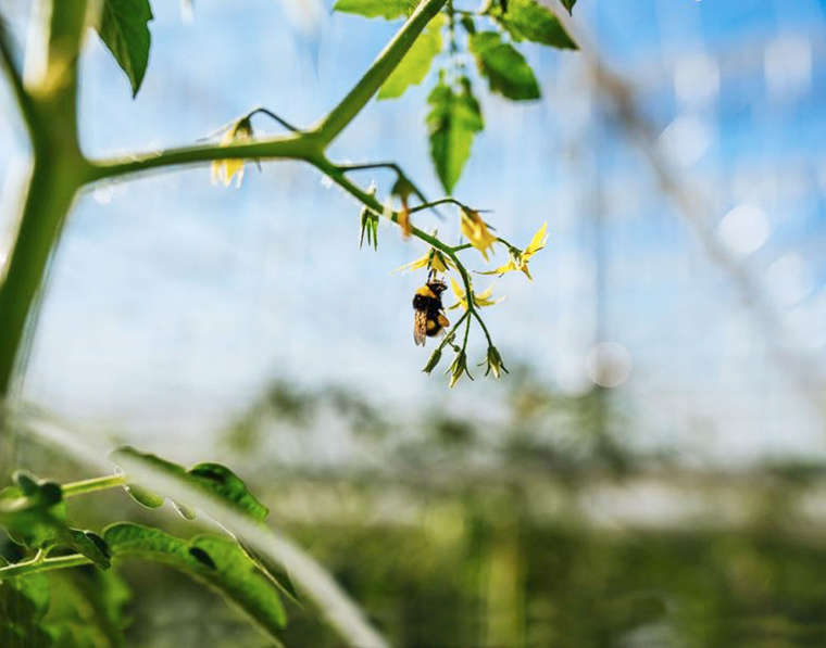 我的夏天品牌新鮮蔬菜包裝設(shè)計-上海農(nóng)產(chǎn)品包裝設(shè)計公司-上海農(nóng)業(yè)品牌策劃設(shè)計公司
