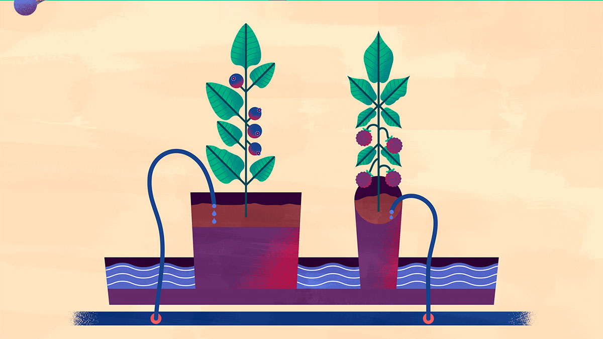 上海品牌設(shè)計(jì)公司欣賞：Maravilha農(nóng)場(chǎng)農(nóng)業(yè)種植插畫設(shè)計(jì)