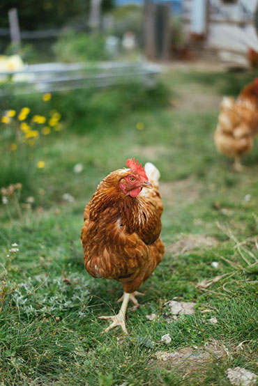 Ferme 地?zé)釡厥肄r(nóng)場(chǎng)農(nóng)業(yè)品牌視覺形象設(shè)計(jì)-上海品牌設(shè)計(jì)公司