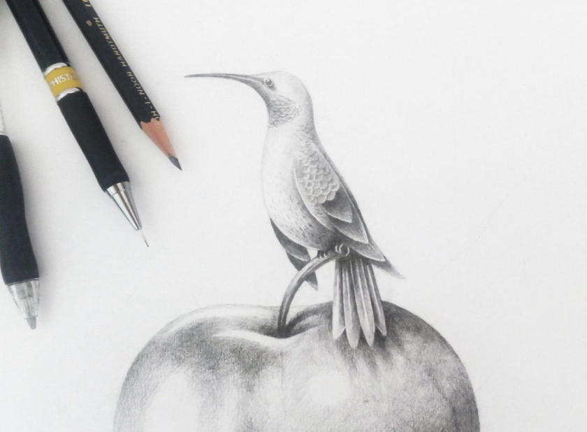 Kingswood蘋果酒包裝標簽設計-小鳥畫