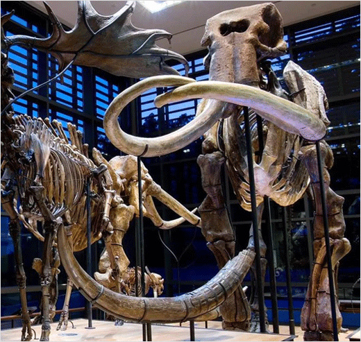 Amherst阿默斯特學(xué)院大學(xué)猛犸象吉祥物標(biāo)志設(shè)計(jì)-上海標(biāo)志設(shè)計(jì)公司