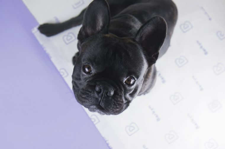 Barkyn 狗糧寵物食品品牌形象設(shè)計(jì)-logo設(shè)計(jì)包裝設(shè)計(jì)，淡雅溫馨風(fēng)格展現(xiàn)寵物之愛(ài)