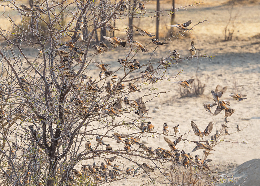 Pássaro金鳥飼料口糧包裝設(shè)計(jì),手繪小鳥的圖案包裝 Pássaro金鳥飼料口糧包裝設(shè)計(jì),手繪小鳥的圖案包裝