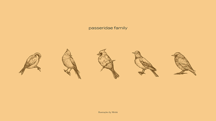 Pássaro金鳥飼料口糧包裝設(shè)計(jì),手繪小鳥的圖案包裝 Pássaro金鳥飼料口糧包裝設(shè)計(jì),手繪小鳥的圖案包裝