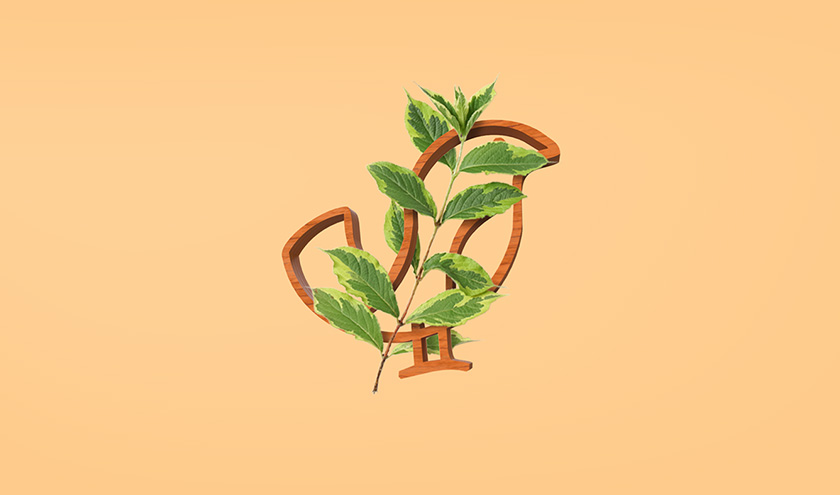 Pássaro金鳥飼料口糧包裝設(shè)計(jì),手繪小鳥的圖案包裝 Pássaro金鳥飼料口糧包裝設(shè)計(jì),手繪小鳥的圖案包裝