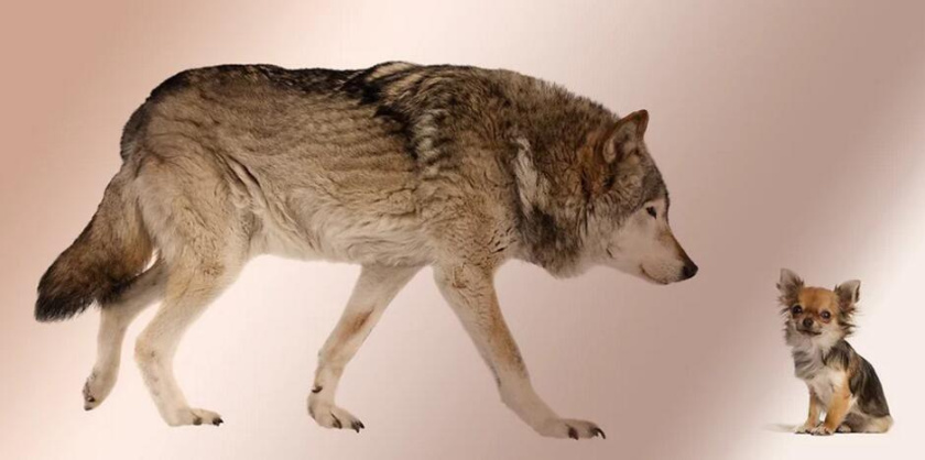 一只長(zhǎng)著奇瓦瓦的狼