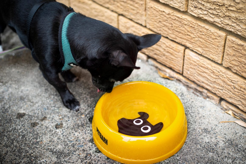 Petbarn 寵物護(hù)理品牌形象設(shè)計(jì)“寵物英雄”吉祥物設(shè)計(jì)