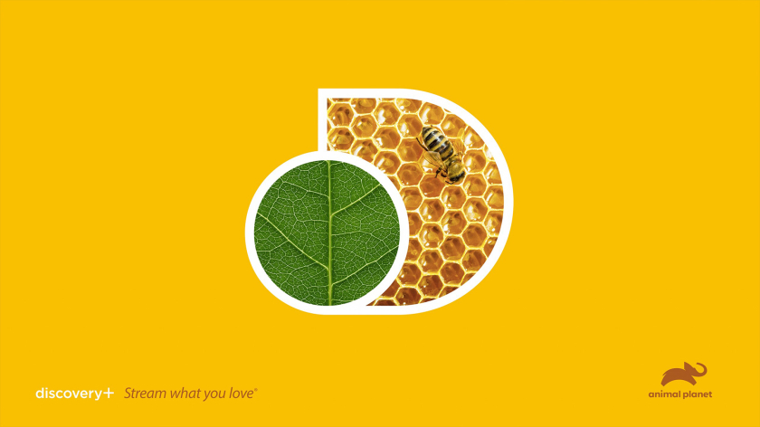 Discovery+探索電視節(jié)目頻道品牌logo設(shè)計(jì),光譜色幾何D和一個(gè)圓的結(jié)合 Discovery+探索電視節(jié)目頻道品牌logo設(shè)計(jì),光譜色幾何D和一個(gè)圓的結(jié)合