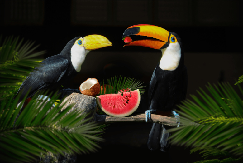 RIO冰淇淋棒冰冷飲包裝設(shè)計(jì)“巨嘴鳥(niǎo)插畫(huà)設(shè)計(jì)”款