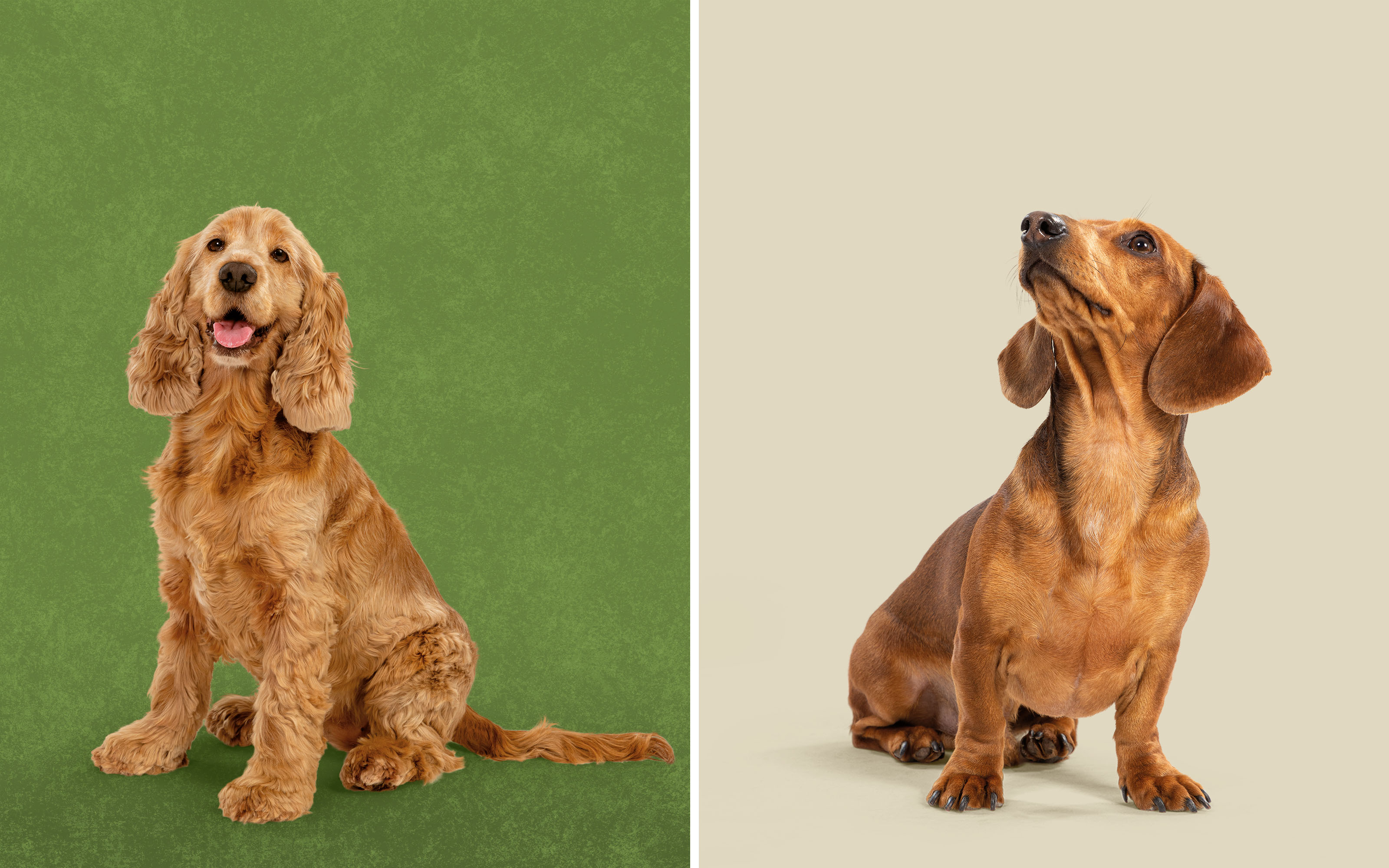 Harringtons哈靈頓貓糧狗糧寵物食品包裝設(shè)計-攝影 Harringtons哈靈頓貓糧狗糧寵物食品包裝設(shè)計-攝影