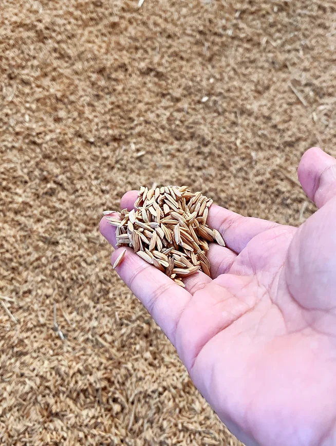 SRISANGDAO RICE 泰國大米禮盒包裝設(shè)計“大米壓花+稻殼成型” SRISANGDAO RICE 泰國大米禮盒包裝設(shè)計“大米壓花+稻殼成型”