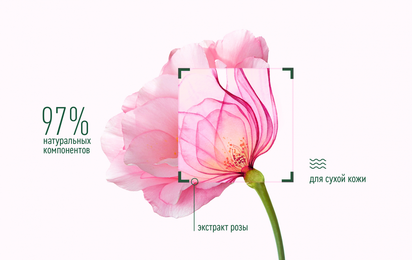 Clean Line 更新化妝品包裝設(shè)計(jì)，綠色背景+粉色花卉插畫