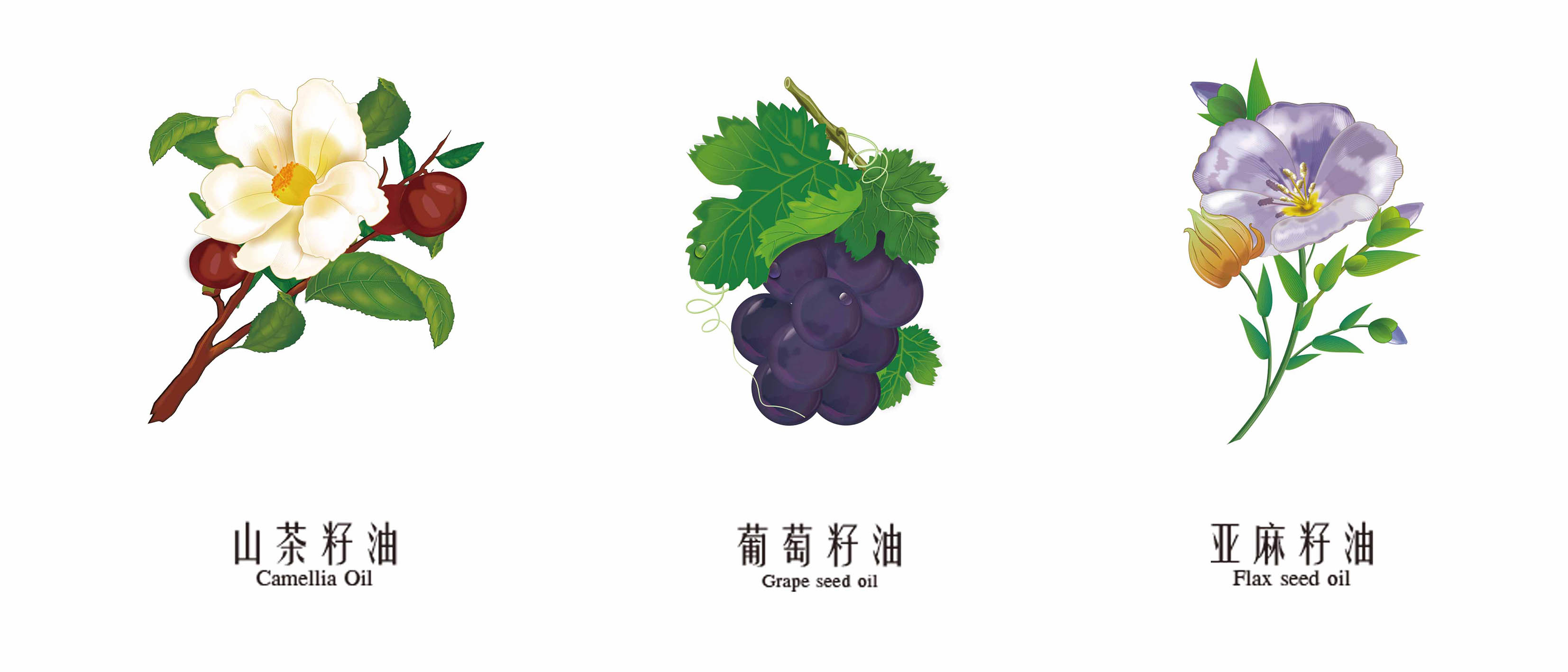 Shirlia 莎麗亞食用油包裝設(shè)計(jì)瓶形設(shè)計(jì)山茶油亞麻籽油葡萄籽油禮盒包裝設(shè)計(jì)